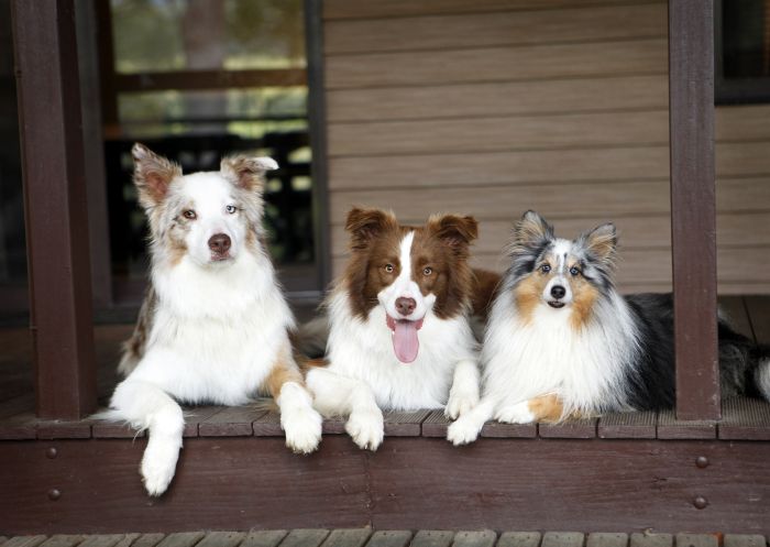Three dogs on a porch, Riverwood Downs of Barrington Tops, Monkerai - Credit: Riverwood Downs