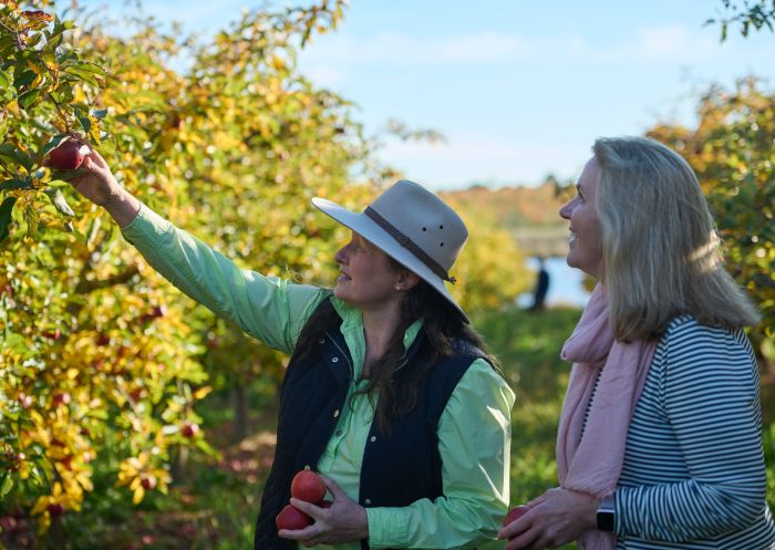 Paula Charnock, owner of Hillside Harvest orchard and fruit farm, picks fruit with a visitor at Hillside Harvest, Orange