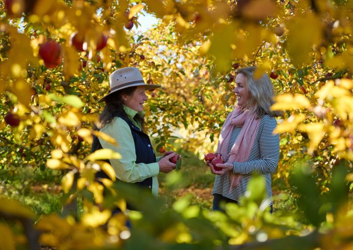 Paula Charnock and visitor pick fruit, Hillside Harvest, Borenore 
