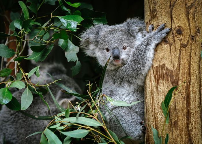 Koala joey in tree, Featherdale Sydney Wildlife Park, Doonside - Credit: Featherdale Sydney Wildlife Park