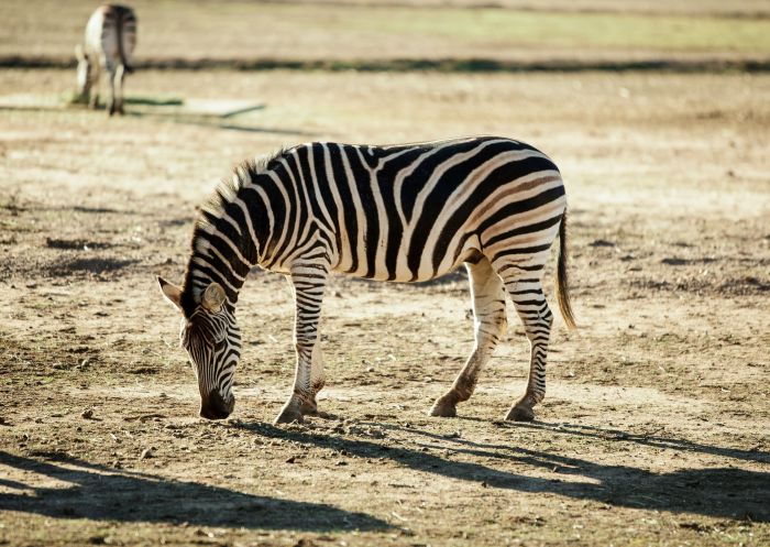 Resident zebras, Taronga Western Plains Zoo, Dubbo