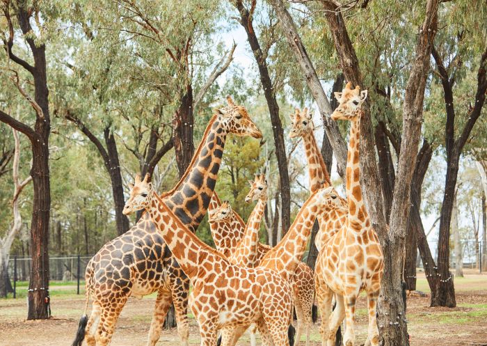 Tower of giraffes, Taronga Western Plains Zoo, Dubbo