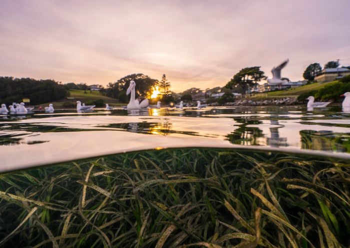 Pelicans and seagulls at dawn in Wagonga Inlet, Narooma