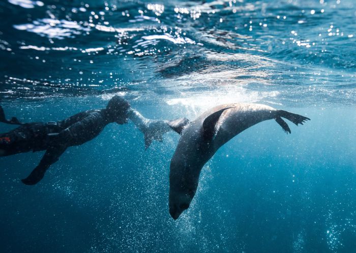 Snorkelling with seals on the Montague Island Discovery Tours experience