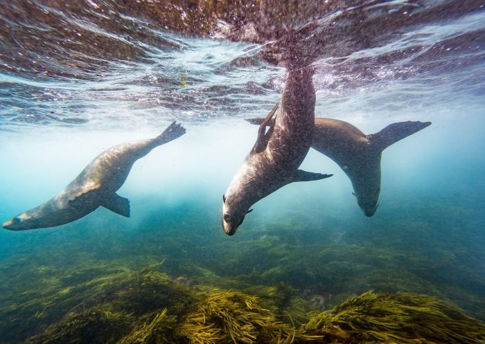 Snorkelling and scuba diving with seals with Underwater Safaris, Narooma