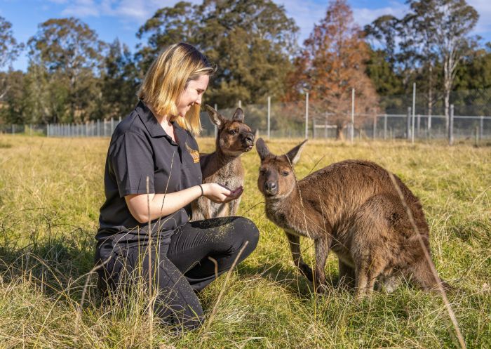 Lady feeding kangaroos in a grassy field at Mogo Wildlife Park, Mogo
