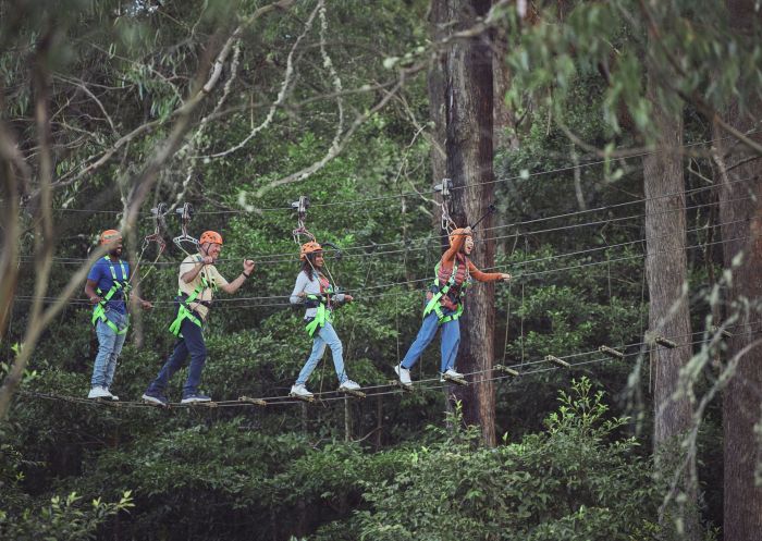 Group of people adventuring, Illawarra Fly Treetop Adventures, Knights Hill