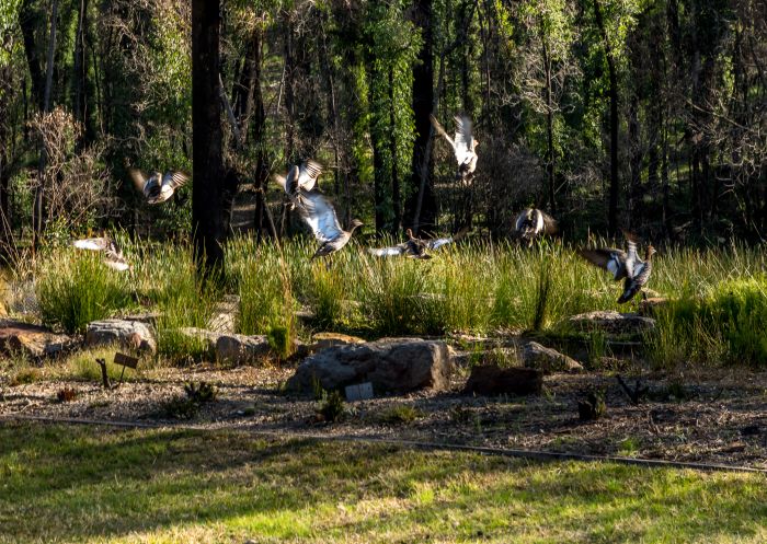 A flock of ducks landing on a rocky area of the Eurobodalla Regional Botanic Garden, Mogo - Credit: Eurobodalla Coast Tourism