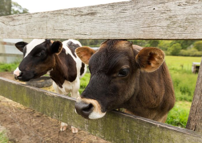 Cows in pasture, Bodalla Dairy, Bodalla - Credit: Eurobodalla Coast Tourism