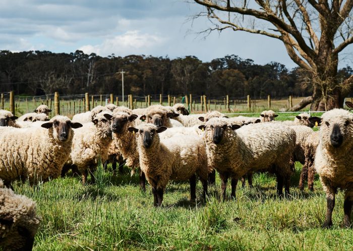 Sheep in vineyard, Tractorless Vineyard, Berrima