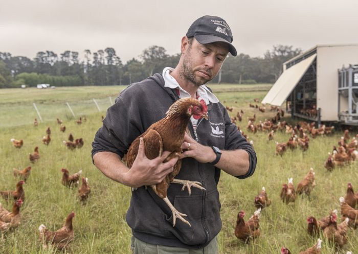 Holding a chicken in field, Farm Tours at Mussett Holdings Regenerative Farm, Colo Vale - Credit: Mussett Holdings