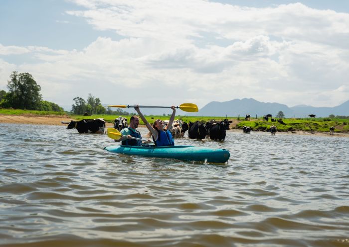 Cows crossing the Bellingen River with canoe tour, Bellingen Canoe Adventures, Bellingen