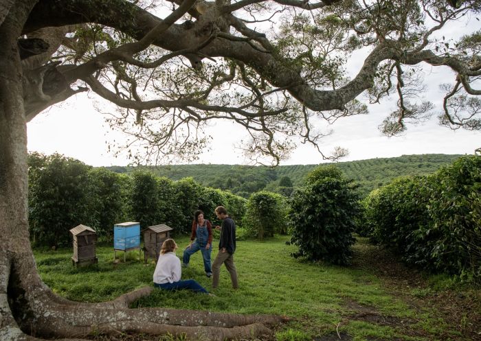 Couple walking through orchard with farmer, Zentveld's Coffee Farm and Roastery, Newrybar