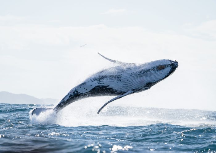 Whale fully breached, Out of the Blue Adventures, Ballina