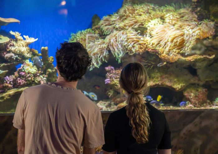 Friends looking at aquarium, Solitary Islands Aquarium, Coffs Harbour