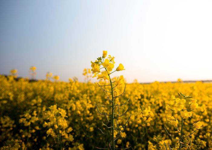 The vibrant golden canola fields, Canola Trail, Temora
