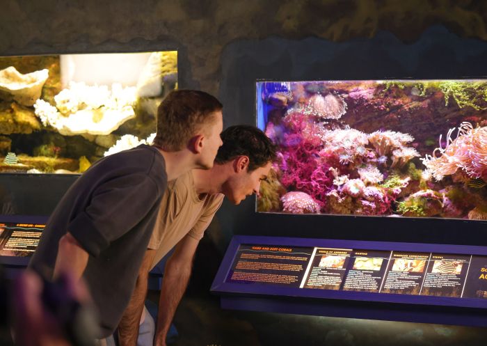Two friends looking at displays, Solitary Islands Aquarium, Coffs Harbour
