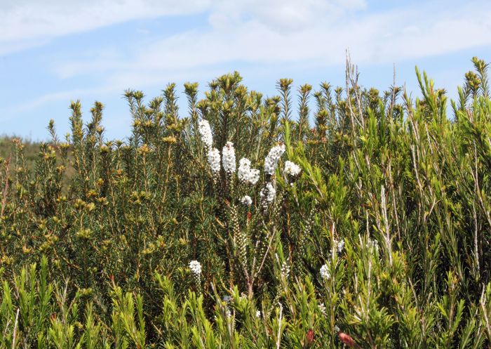 Close up of flowers in field, Coastal heath flowers, Royal National Park - Credit: Peter Sherratt | DCCEEW