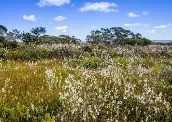 Fields of flowers, Native wildflowers, Barren Grounds Nature Reserve - Credit:  John Spencer | DCCEEW