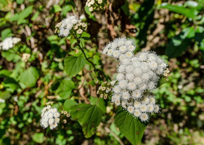 Wildflowers, Illawarra Escarpment State Conservation Area - Credit:  John Spencer | DCCEEW
