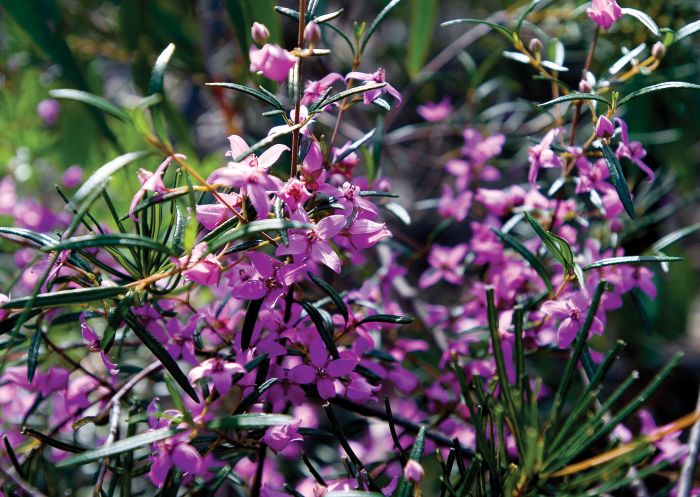 Native wildflowers, Three Views Walking Track, Morton National Park - Credit: Michael Van Ewijk | DCCEEW