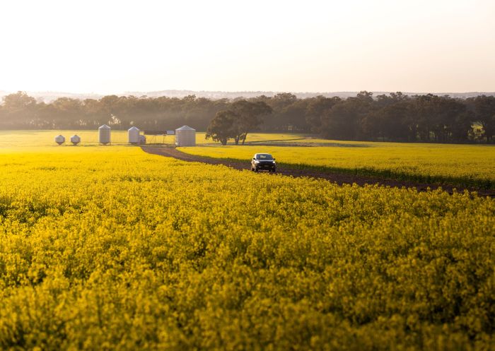 A car travels past through field, Canola Trail, Temora