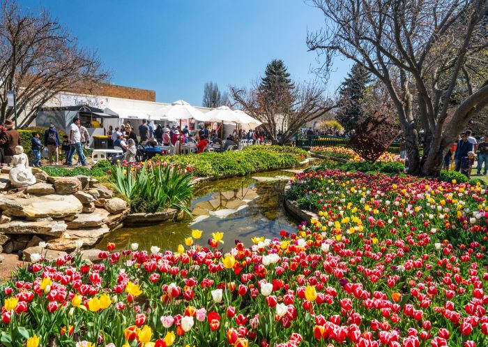 Tulips in full bloom and colour, Tulip Time Festival, Bowral 