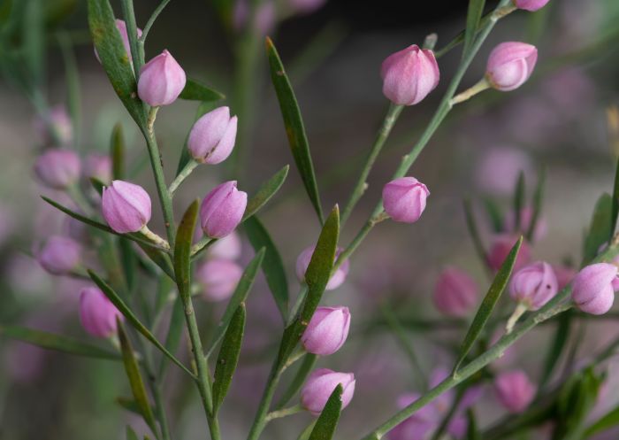 Pik flora, Ku-ring-gai Wildflower Garden, St. Ives