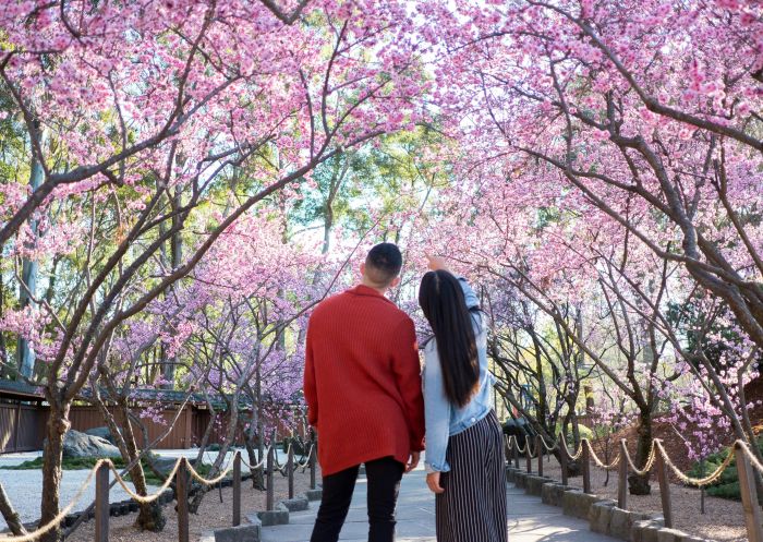 Couple under cherry blossom trees, Sydney Cherry Blossom Festival, Auburn - Credit: Sydney Cherry Blossom Festival