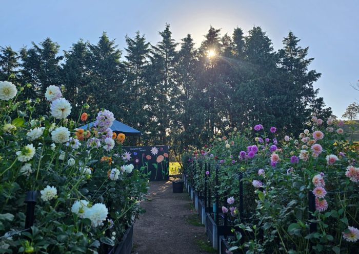 Dahlia's in nursery, The Dahlia Patch, Inala Alpine - Credit: The Dahlia Patch