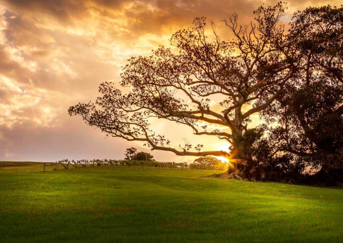 Sunset over the estate with a large tree, Crooked River Estate. Gerringong - Credit: Crooked River Estate