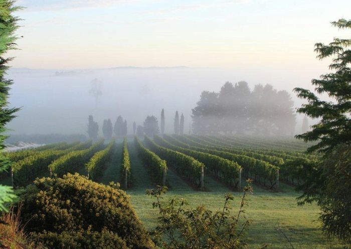 Cherry Tree Hill vineyard on a foggy morning in Sutton Forest - Credit: Cherry Tree Hill