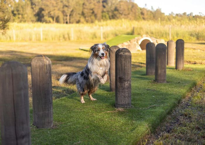 Agility course for dogs, BIG4 Saltwater Yamba Holiday Park, Palmers Island - Credit: BIG4 Saltwater Yamba Holiday Park