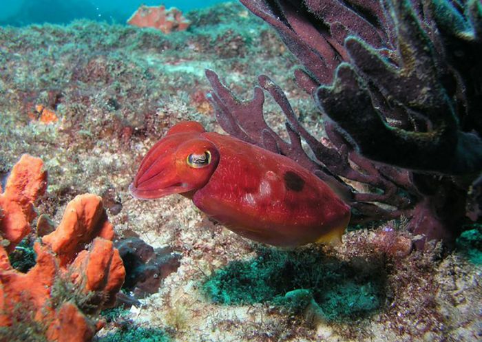 Cuttle Fish in coral, Forster Dive Centre, Tuncurry - Credit: forster dive centre