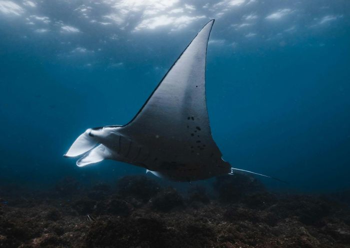 Manta ray, Out of The Blue Adventures, Ballina - Credit: Out of The Blue Adventures
