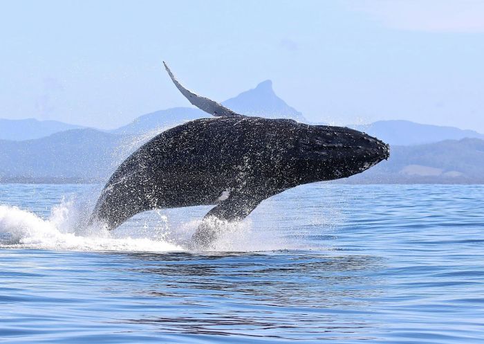 Blue Bay Whale Watching, Brunswick Heads - Credit: Blue Bay Whale Watching