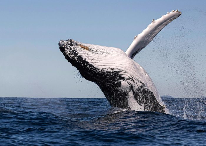 Whale breaching, Blue Seafaris, Brunswick Heads - Credit: Blue Seafaris