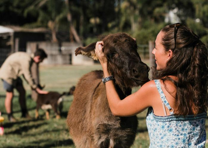 Farm animals, Summerland Farm, Astonville - Credit: Summerland Farm