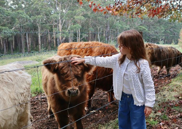 Animal encounter with Highland cows at The Swallow's Nest, East Kangaloon - Credit: The Swallow's Nest