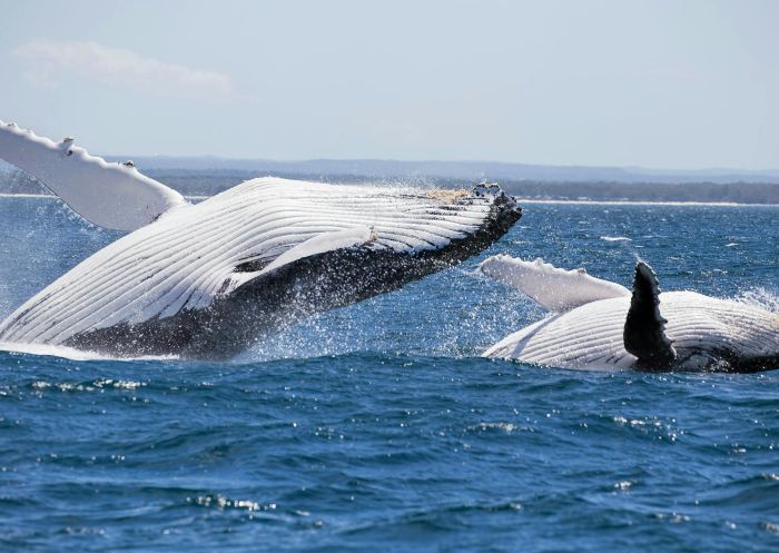 Mother and Calf breaching inside Jervis Bay, Jervis Bay Wild, Jervis Bay - Credit: Maree Clout | Jervis Bay Wild