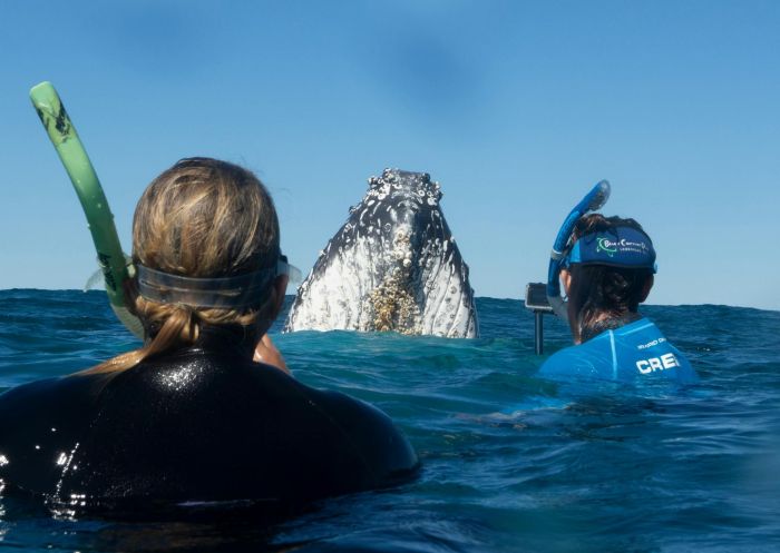 Two people doing a whale swim, Jetty Dive Centre, Coffs Harbour - Credit: Jetty Dive Centre