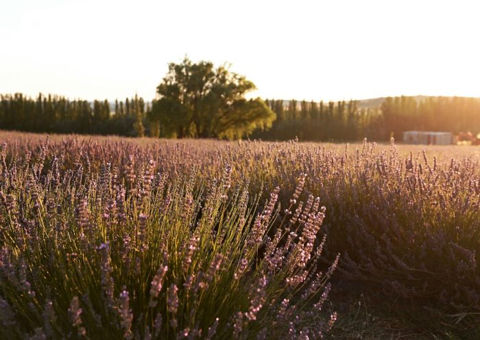 Lavender sunset glow at White Rock Lavender Estate, White Rock - Credit: Hayden Booth | White Rock Lavender Estate