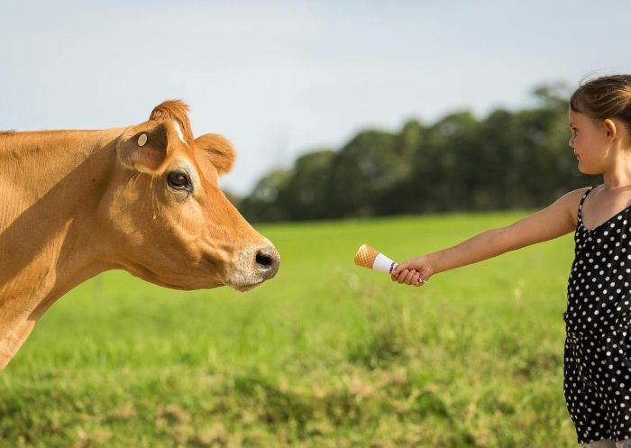 Little girl feeding a calf ice cream at Bodalla Dairy, Bodalla - Credit: Bodalla Dairy Shed