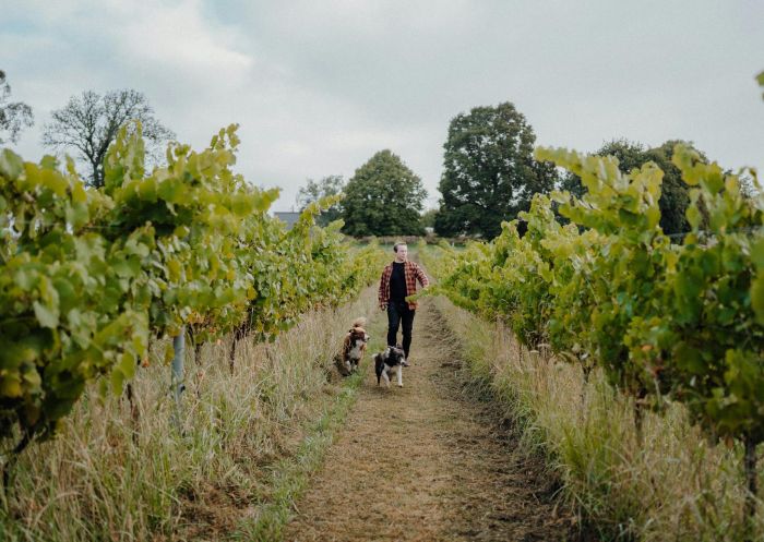 Michael Archer in the vineyard at Dawning Day Winery and Distillery, Exeter - Credit: RZ Media