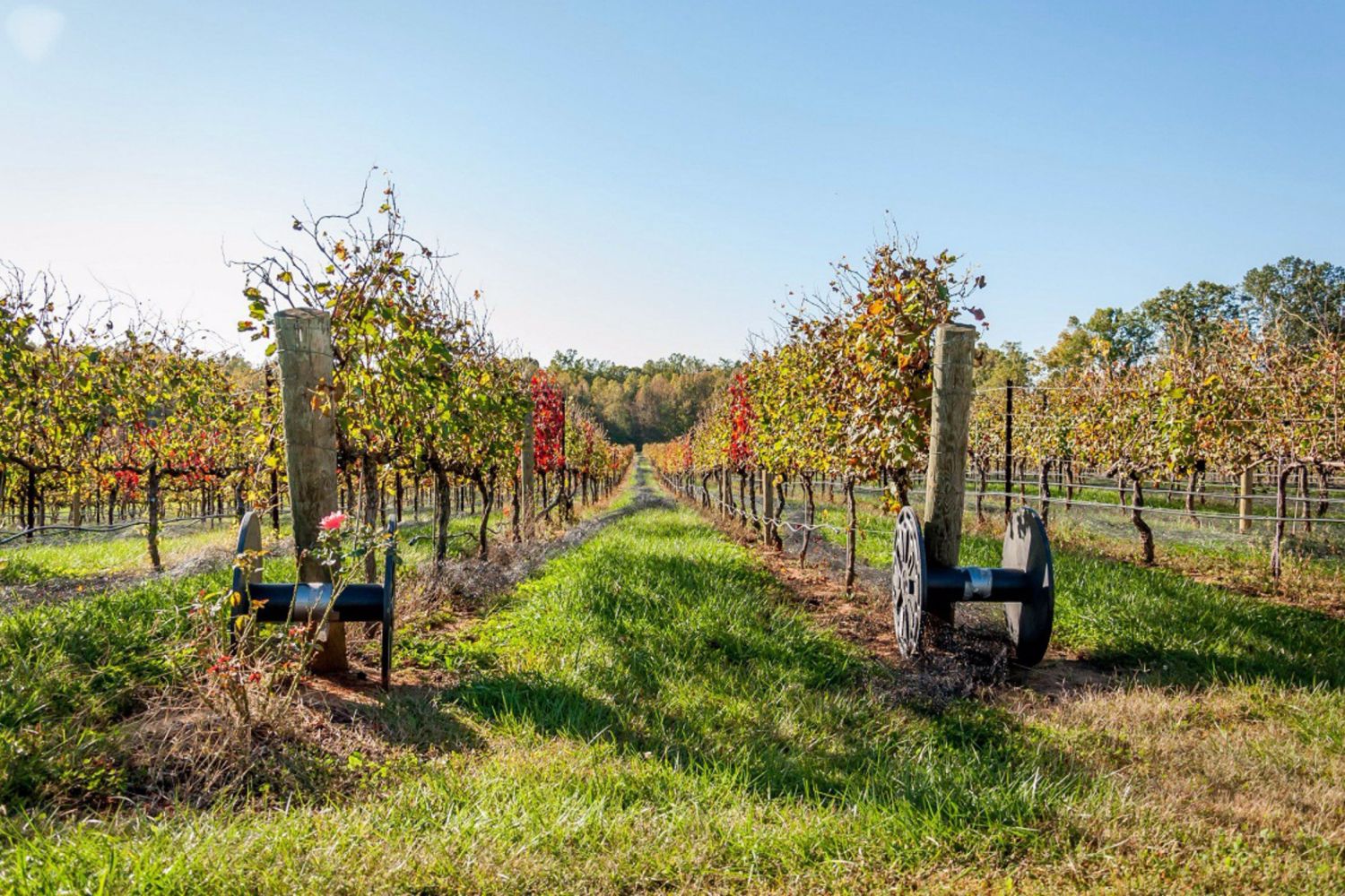Wine Tasting in the Hilltops Wine Region