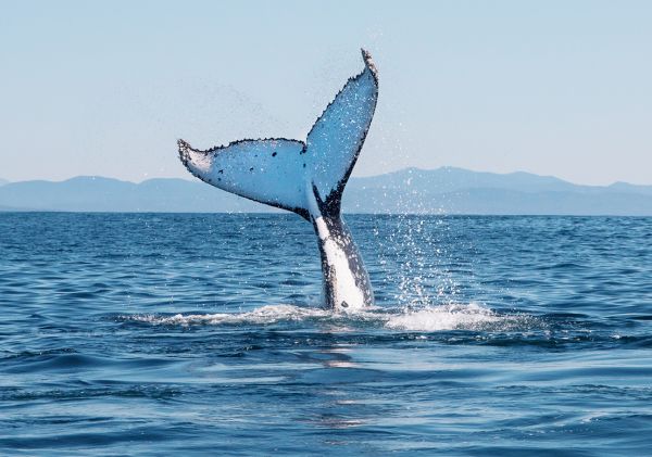Humpback whale splashing its tail off the Sapphire Coast, NSW.