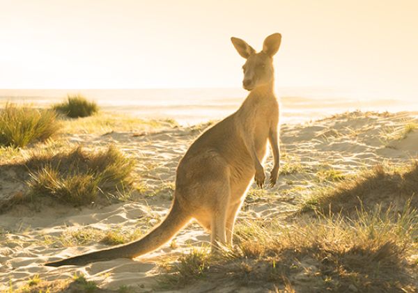 Potato Point, Eurobodalla NSW