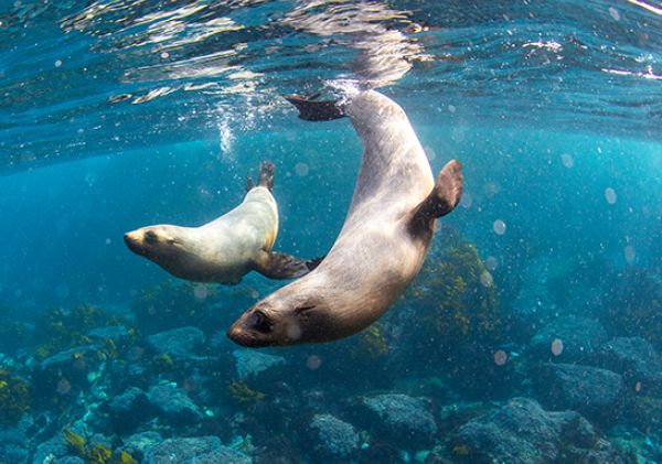 Dolphins at Montague Island, Eurobodalla NSW