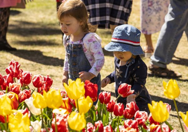 Children viewing the tulips in full bloom and colour at the annual Tulip Time Festival at Corbett Gardens in Bowral, Southern Highlands