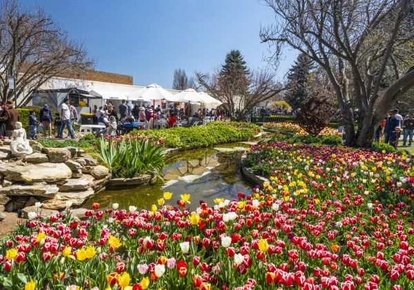 Tulips in full bloom and colour at the annual Tulip Time Festival in Corbett Gardens in Bowral, Southern Highlands